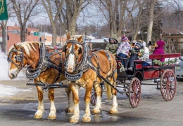 Horse Drawn Wagon Rides