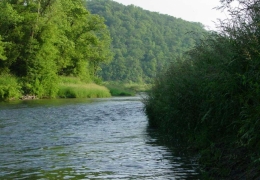 Root River