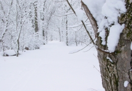 Fresh fallen snow creates this winter wonderland