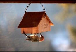 Calling all birdwatchers!