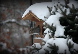 Winter wonderland