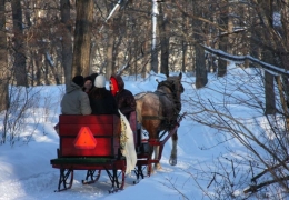 Horse drawn sleigh ride