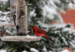 Birdwatcher's paradise