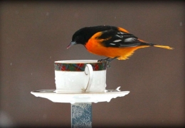 Birdwatcher's paradise