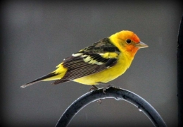 Birdwatcher's paradise