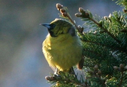 Birdwatcher's paradise