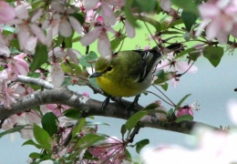 Birdwatcher's paradise