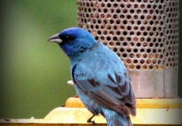 Birdwatcher's paradise