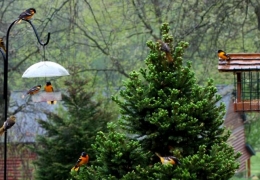Birdwatcher's paradise