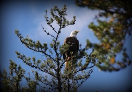 Birdwatcher's paradise