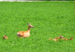 Watch the doe and three fawns walk through the high grass